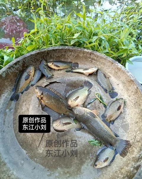两个鱼三个鱼四个鱼